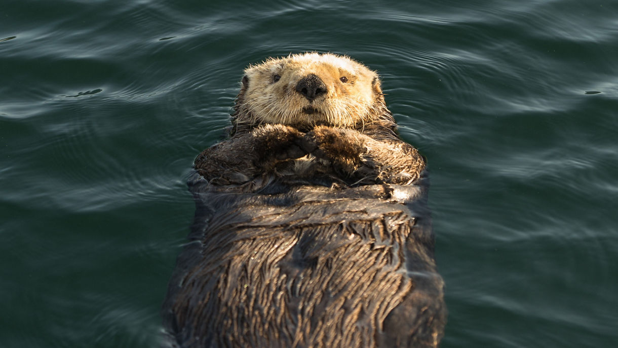 Best of Sitka: Otters, Raptors & Bears