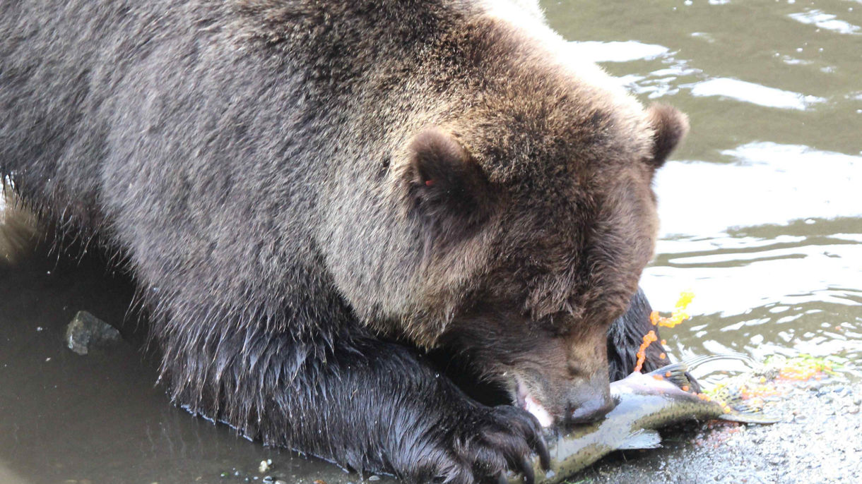 Fortress of the Bear & Silver Bay Homestead Cruise