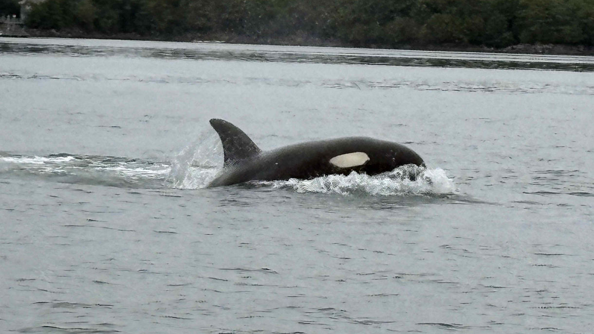 Private Sitka by Land & Sea