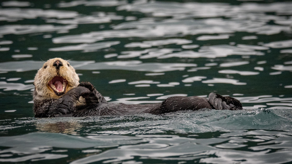 Private Sitka by Land & Sea