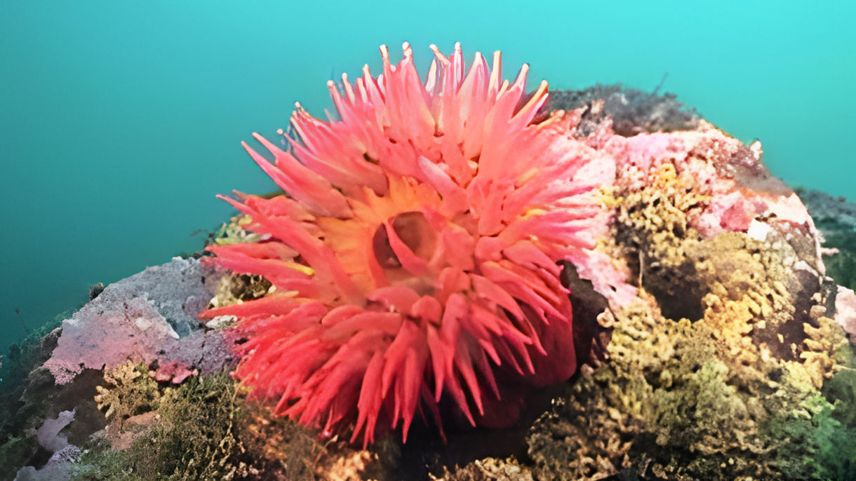 Dry Suit Snorkel Adventure