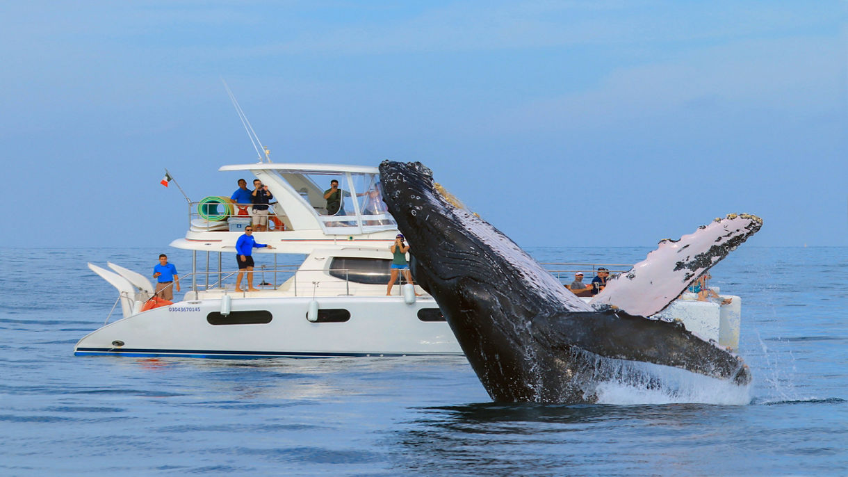 All Inclusive Catamaran & Whale Watching