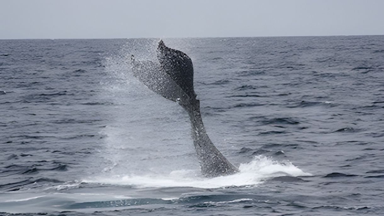 Whale Watching