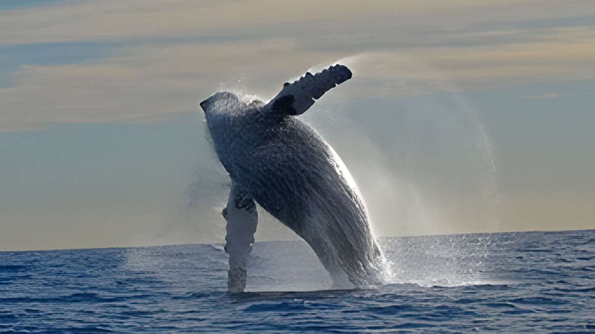 The Famous Arch & Whale Watching by Speed Boat