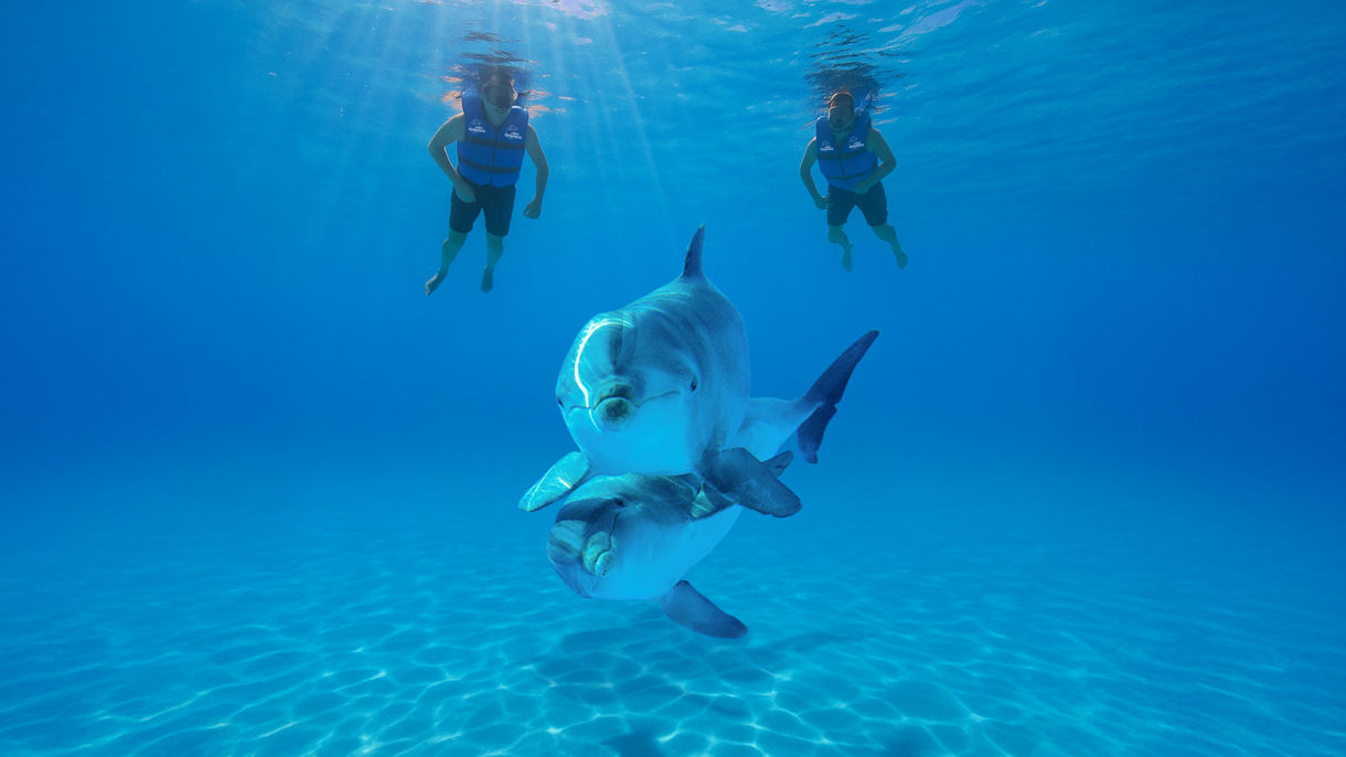 Swim with Dolphins