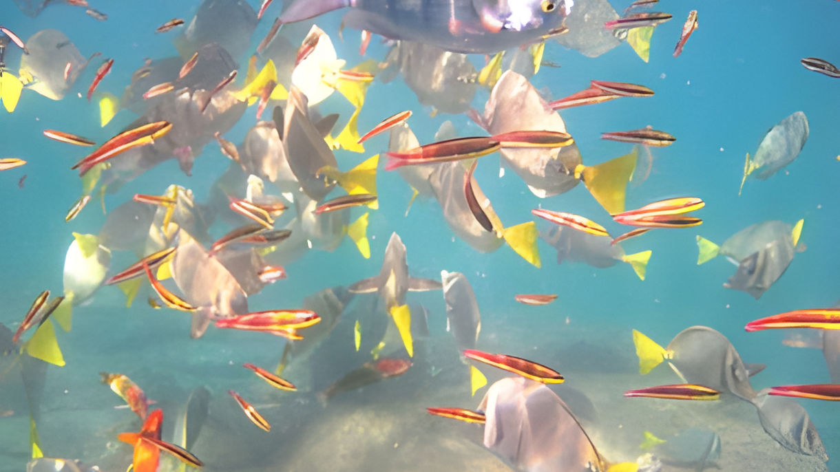 Santa Maria Cove Sail & Snorkel
