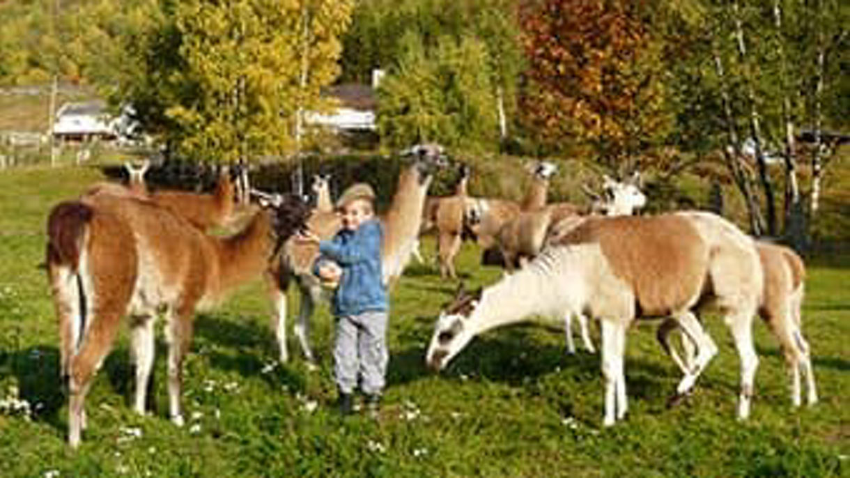Walking with Llamas in Skjolden