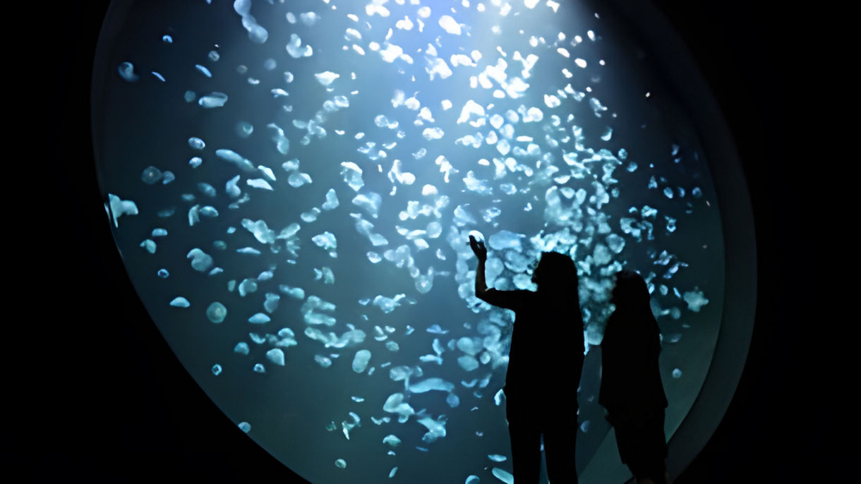 加茂水族館と酒田(日本語ガイド)(Guided in Japanese)