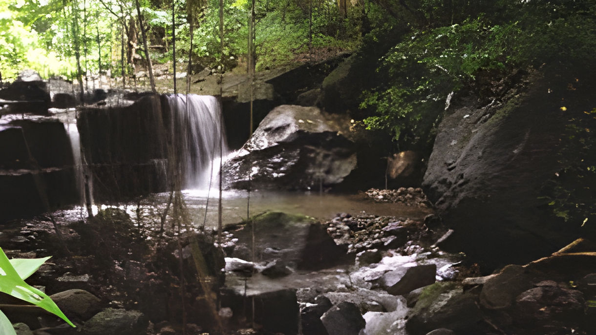 Rainforest Walk, Romney Manor & Caribelle Batik