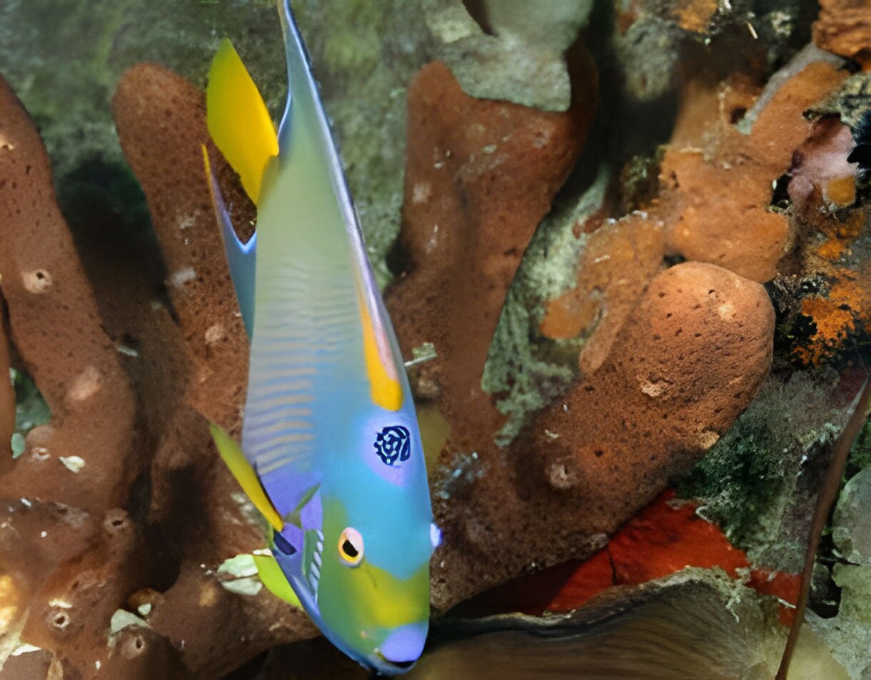A yellow, blue and purple fish swims in front of a coral reef near Princess Cays.