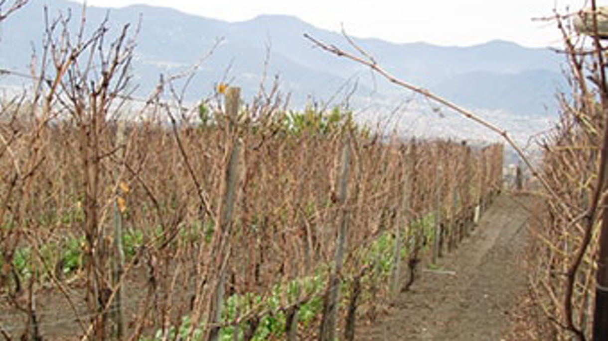 Local Connections: Sorrento & Local Wine Tasting