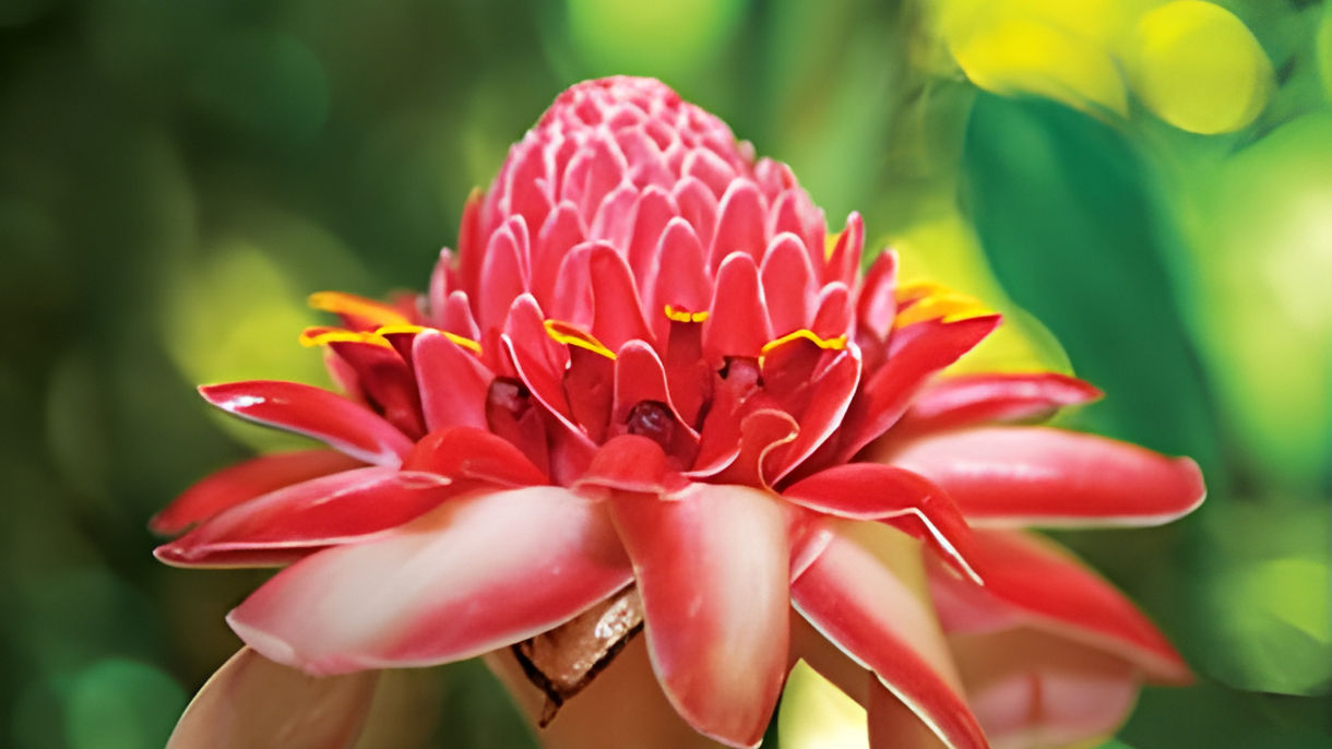 Warm Mineral Baths & Garden Tour