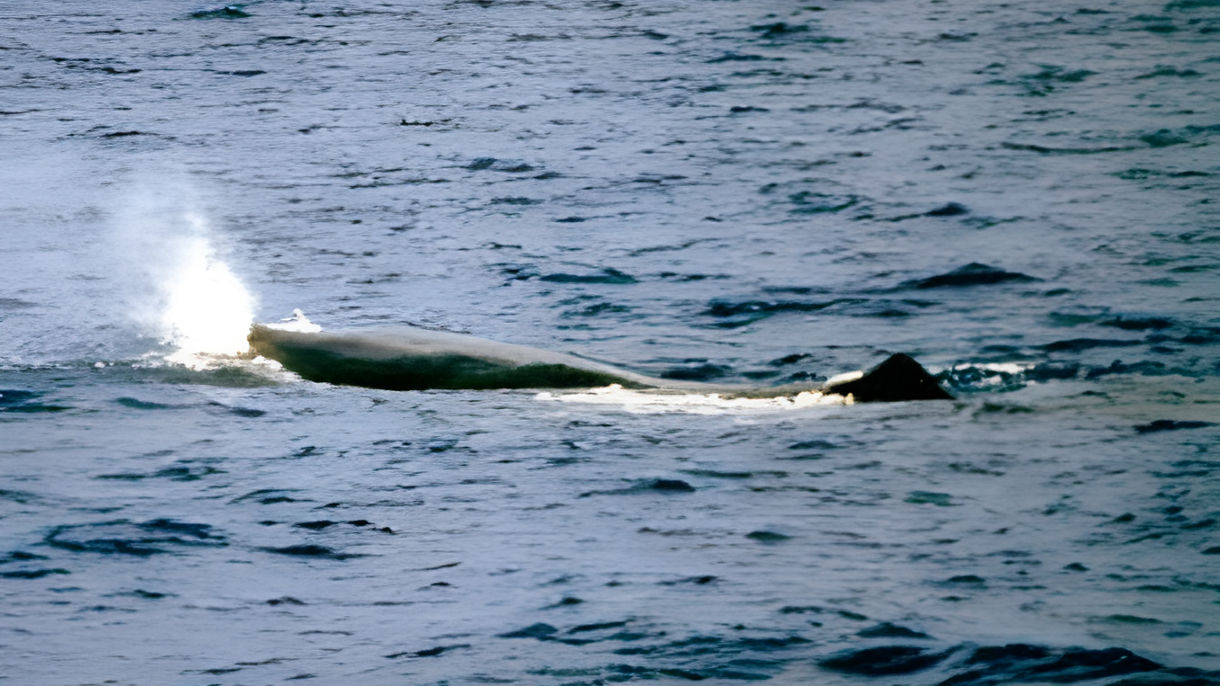 Whale & Dolphin Watching Cruise