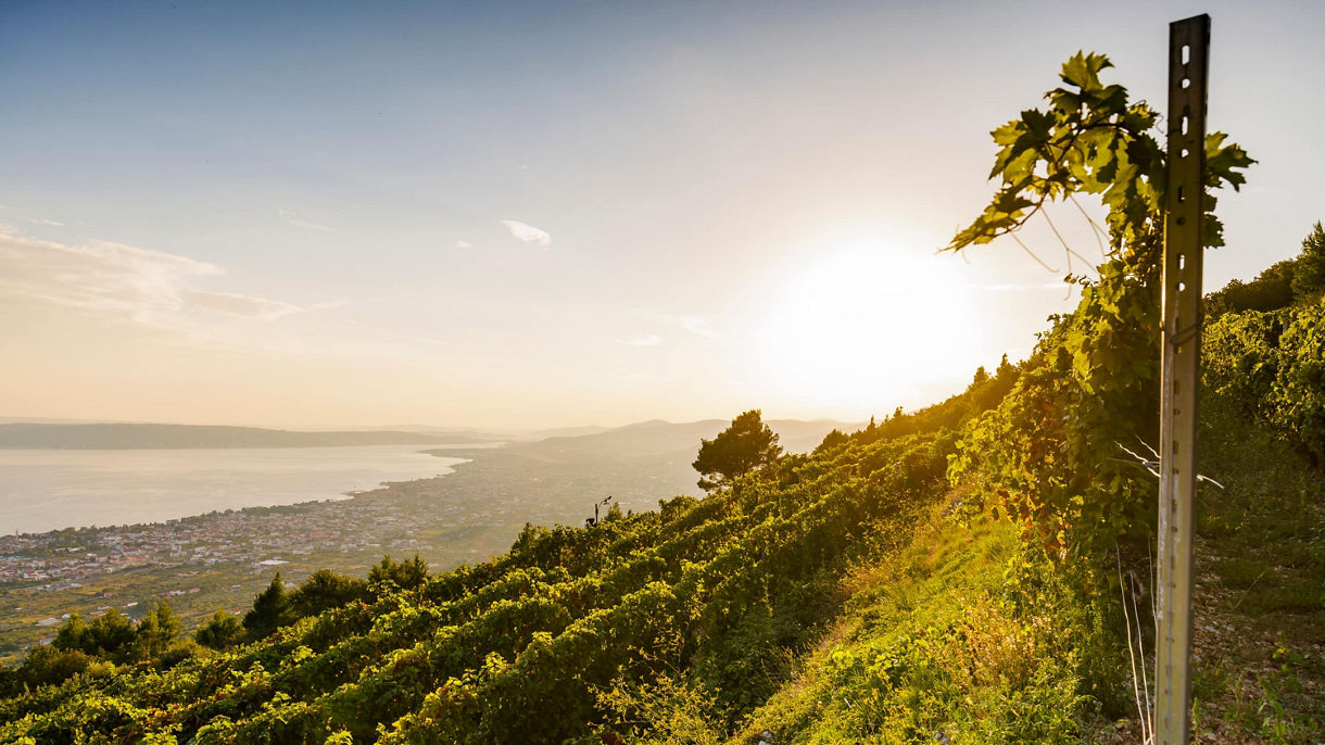A Walk through Split and wines