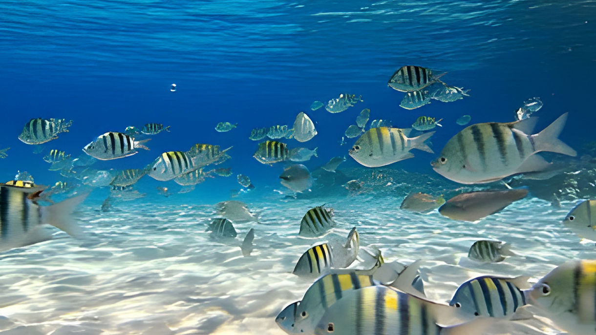 Certified Scuba Diving (Two Sites)