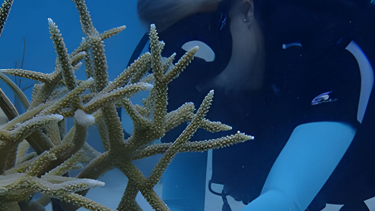 Certified Scuba Diving (Two Sites)