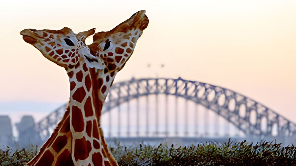 Taronga Zoo Experience