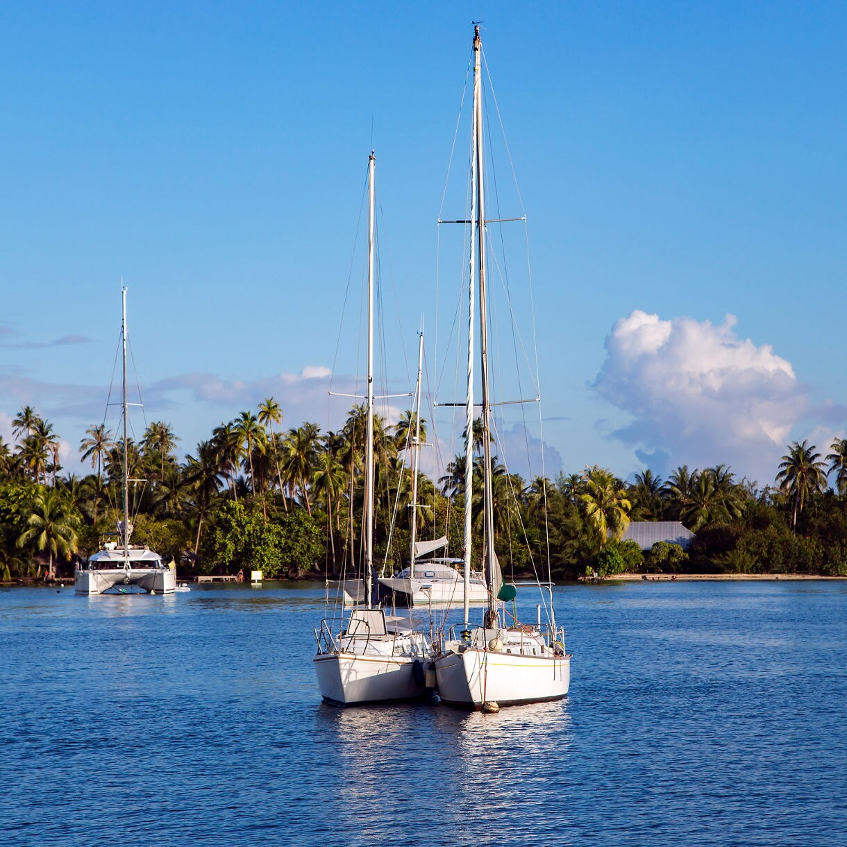 White catamaran and sailboats anchored on a blue lagoon with a backdrop of palm-covered shoreline under a clear sky.