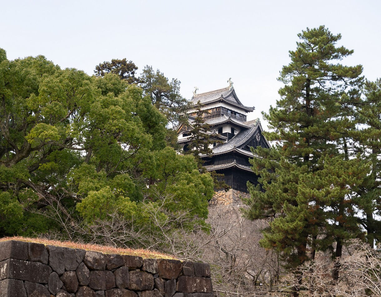  Traditional Japanese castle partially hidden behind pine and broadleaf trees, with stone wall in the foreground.