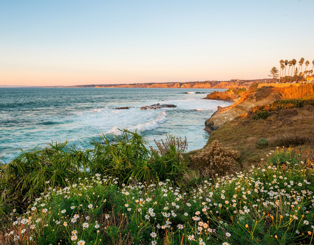 Coastal view of La Jolla in San Diego with ocean waves, rocky cliffs, and wildflowers under a warm sunset glow.