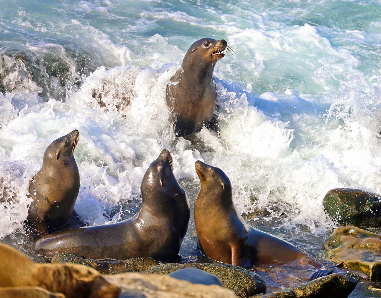 Group of sea lions resting on coastal rocks with waves splashing around them along San Diego’s shore.