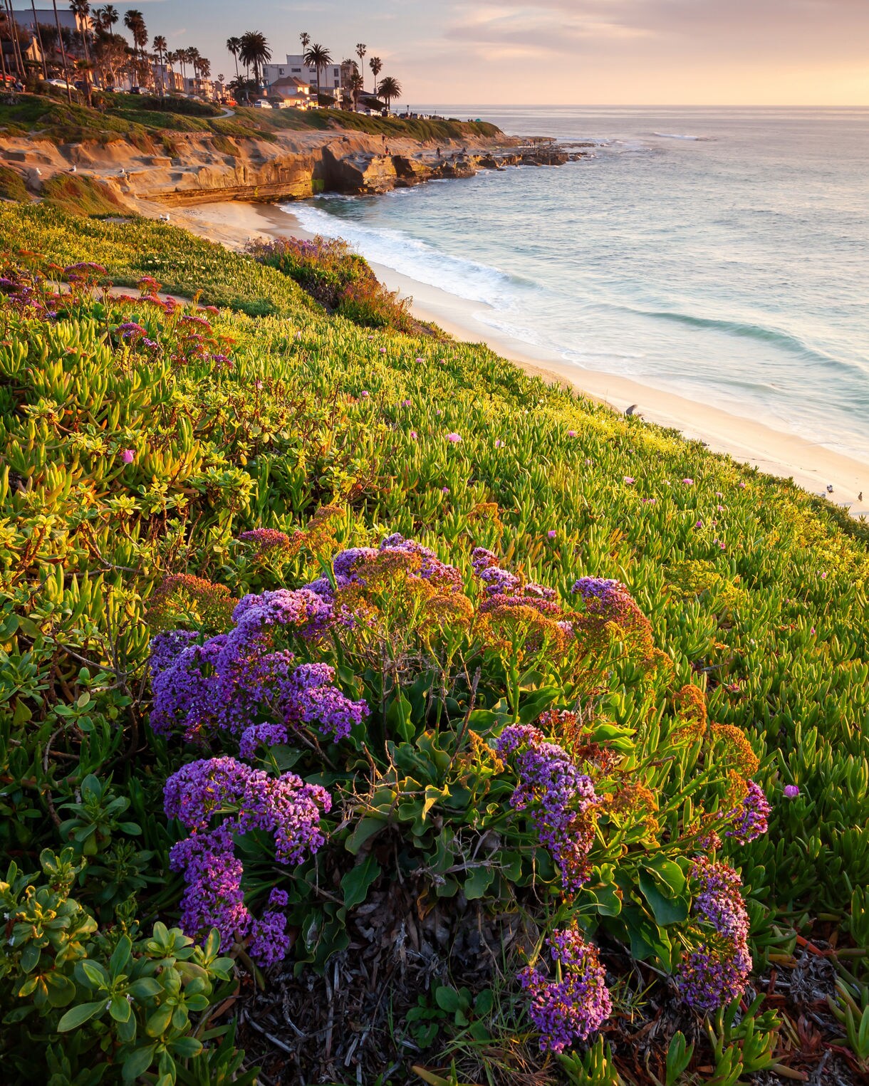 Coastal cliffs in La Jolla, San Diego, with blooming purple wildflowers overlooking the sandy beach and calm ocean at sunset.