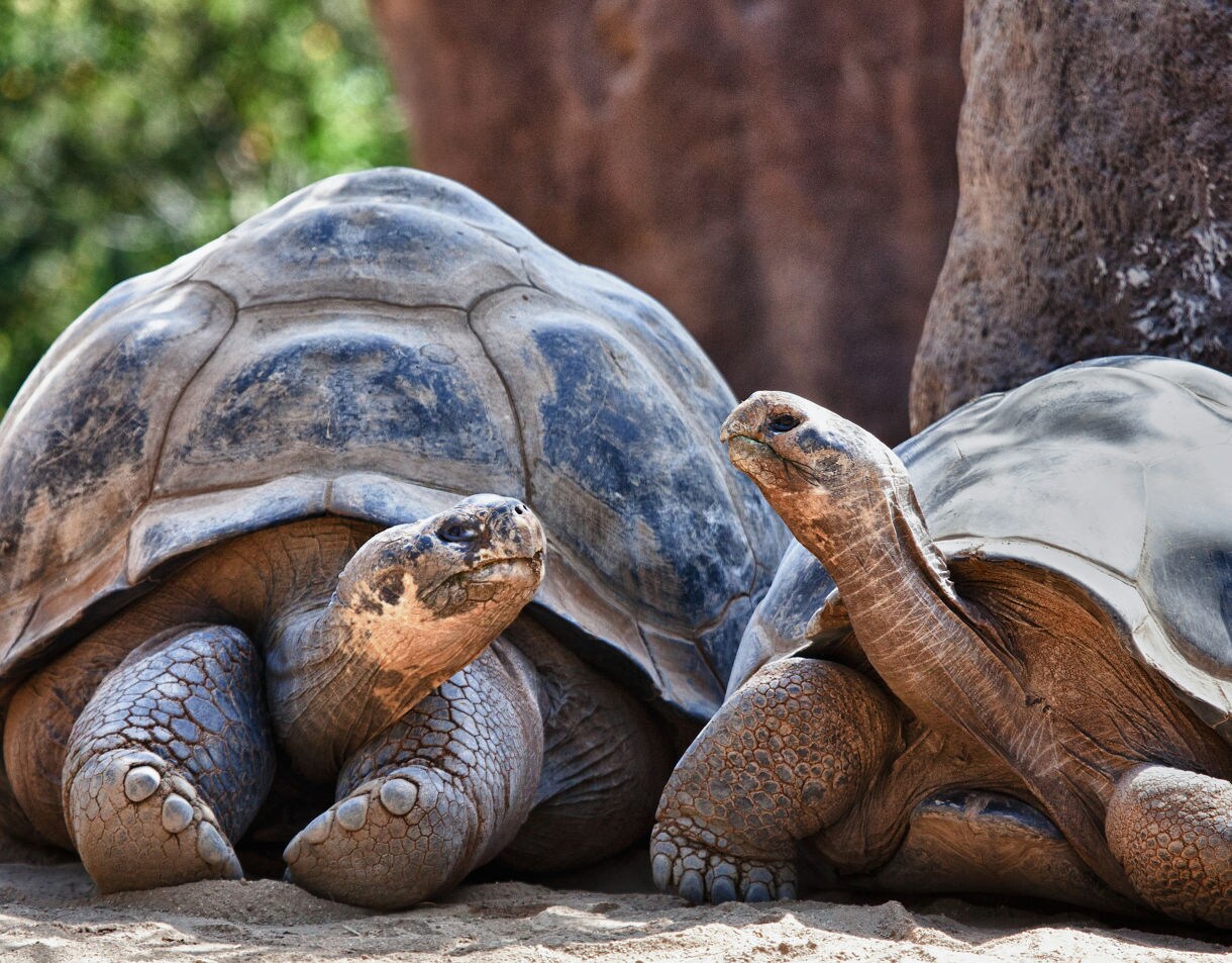 Two large Galápagos tortoises resting on sandy ground at the San Diego Zoo with textured shells and wrinkled skin.