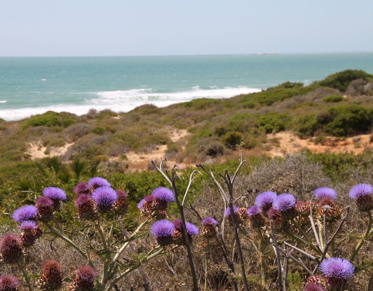 Coastal landscape with purple thistle flowers in the foreground, sandy dunes and green shrubs leading to the blue ocean under a bright sky.