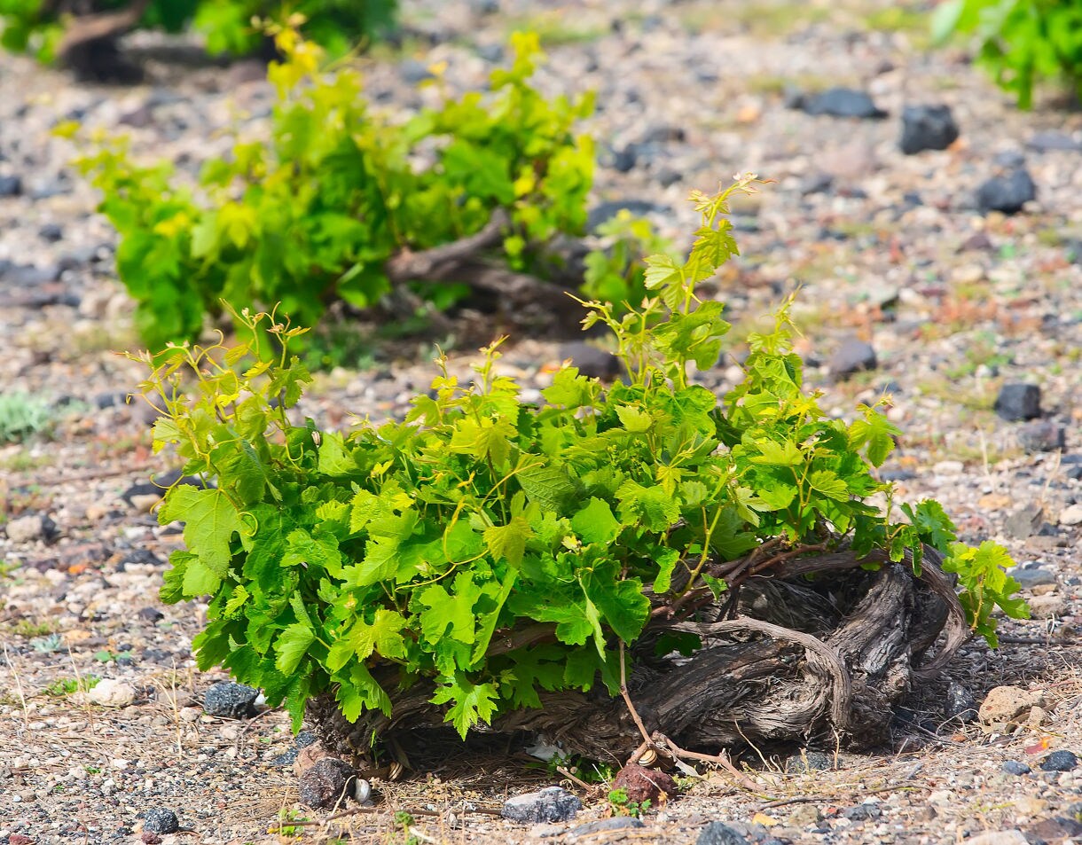 Close-up of Santorini grapevines growing in a basket-like shape close to volcanic soil, designed to protect the plants from wind and heat.