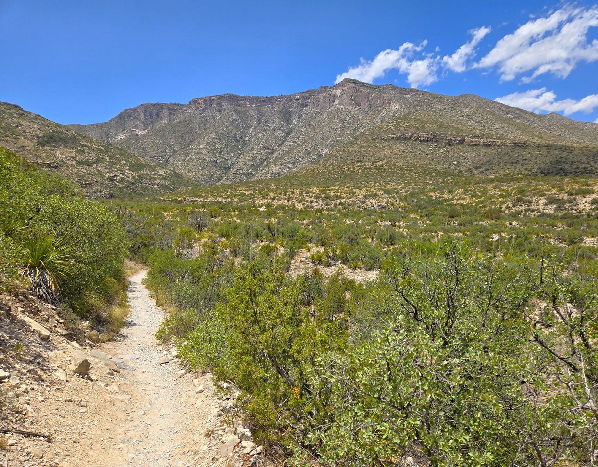 Rocky desert trail winding through green shrubs toward towering mountain ridges beneath a bright blue sky.