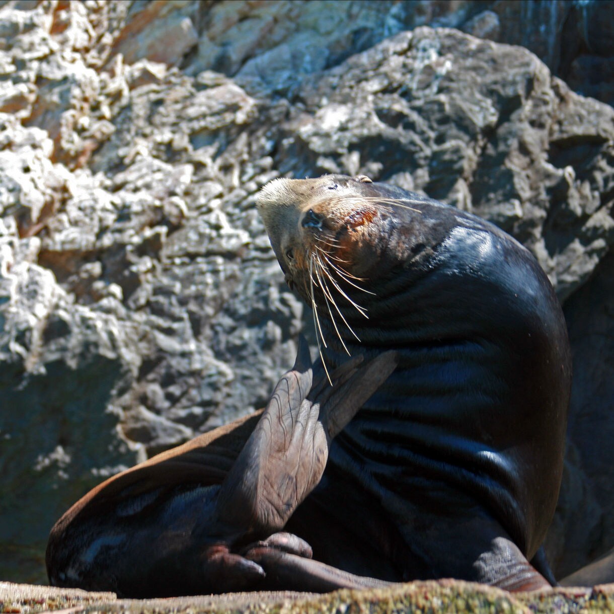 A sea lion resting against rocky cliffs, scratching its face with its flipper under the sun.