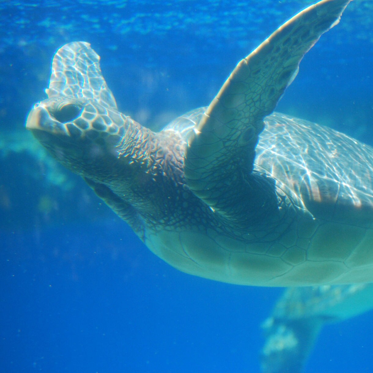 Close-up underwater view of a sea turtle swimming gracefully through blue ocean water with another turtle in the background.