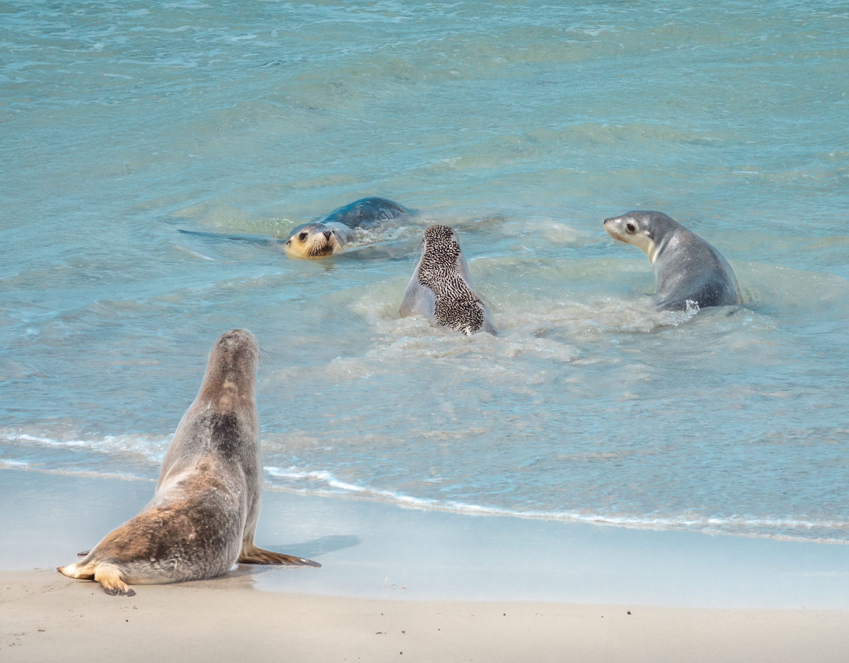 Group of sea lions swimming and lounging in shallow turquoise water at Seal Bay Conservation Park.