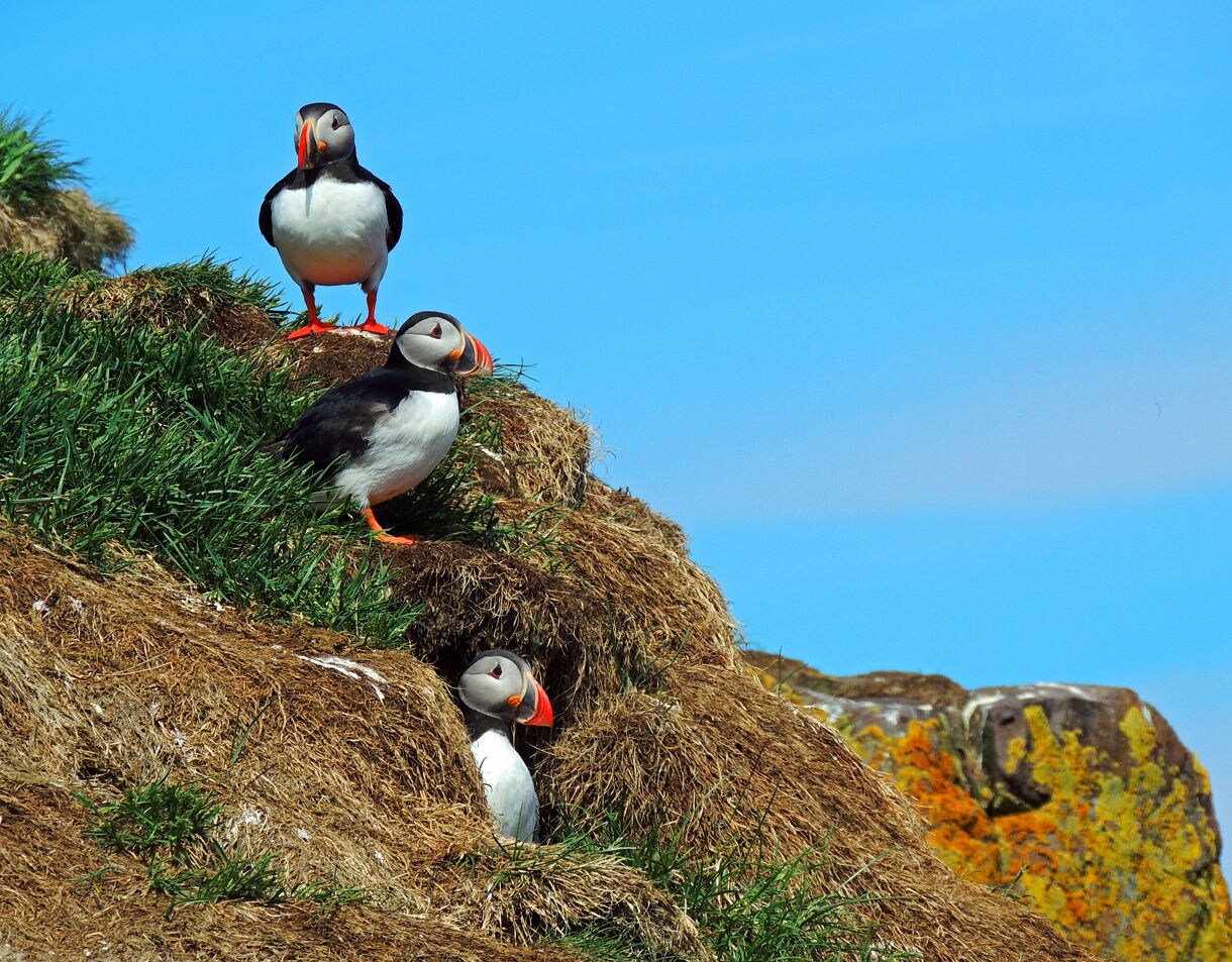 Three colorful Atlantic puffins rest along a grassy, dry earth embankment, with one peeking out from its grassy burrow against a clear blue sky.