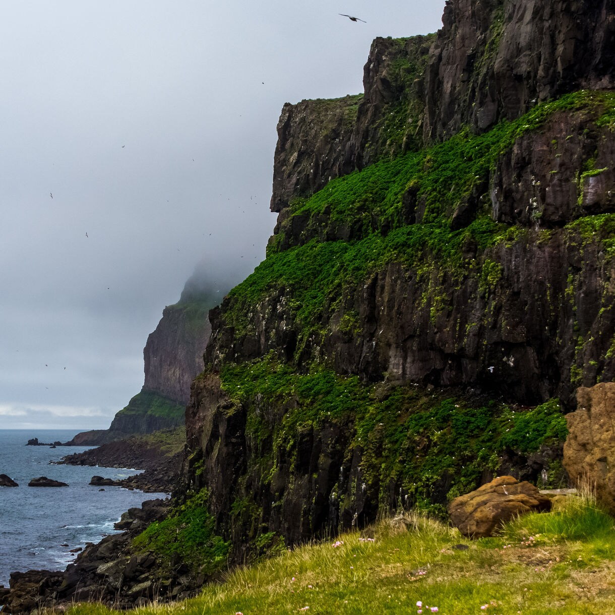 Dramatic, dark basalt cliffs covered with patches of green vegetation drop steeply into a dark ocean beneath low-hanging fog and cloudy skies.