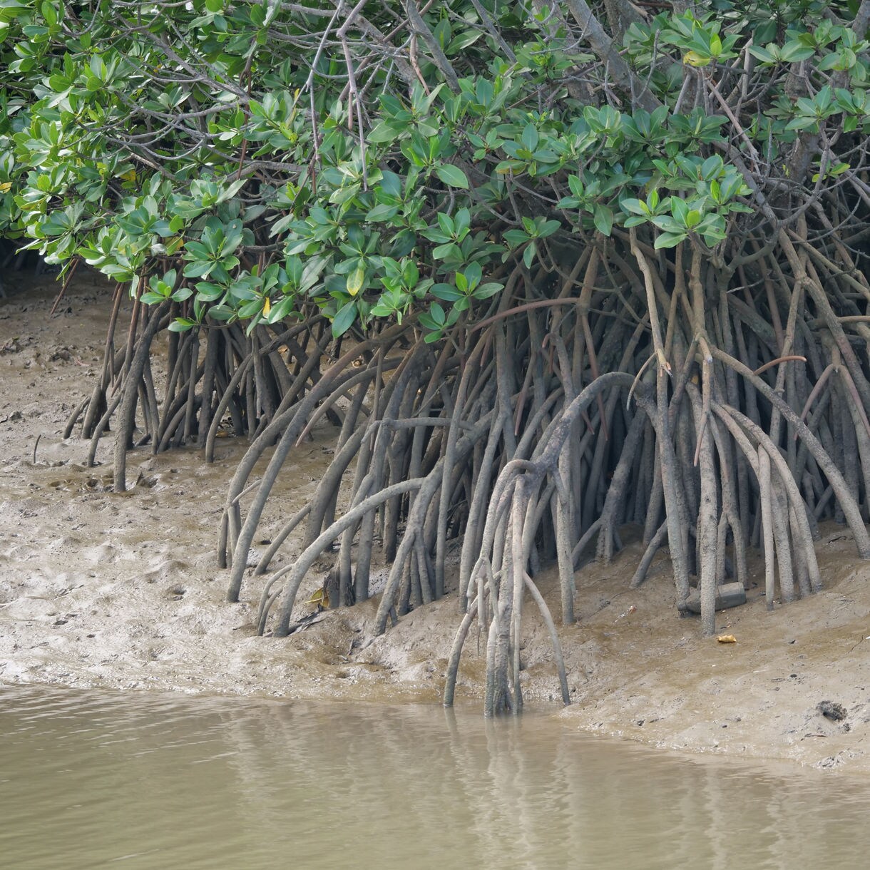 Dense mangrove trees with tall arching roots emerging from wet mud beside calm water, showing a coastal wetland ecosystem.