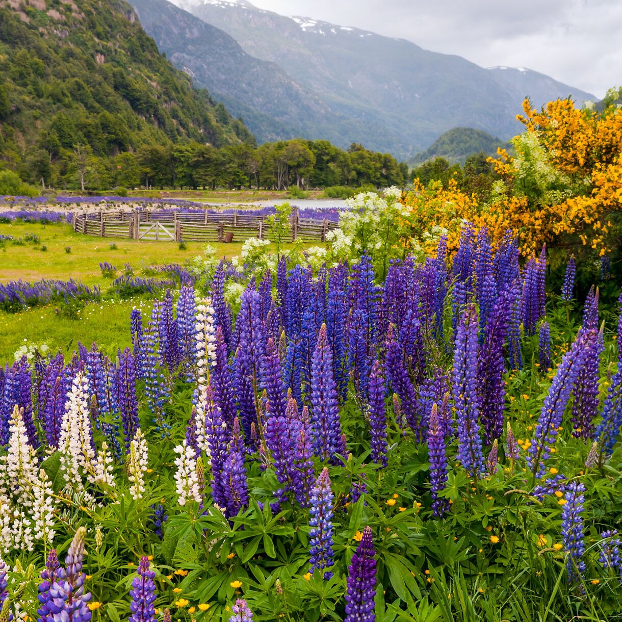 Field of purple, blue and white lupines filling a grassy valley with forested mountains in the distance.