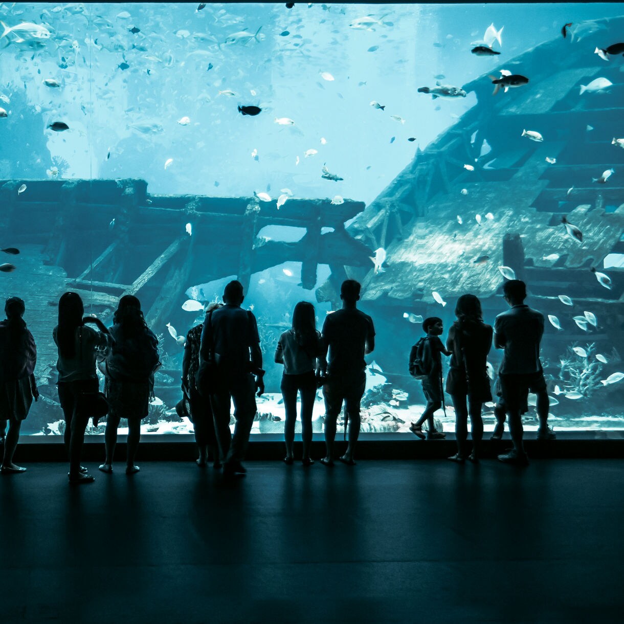Silhouetted visitors stand before a massive aquarium tank in Singapore, watching colorful fish swim around a sunken shipwreck.