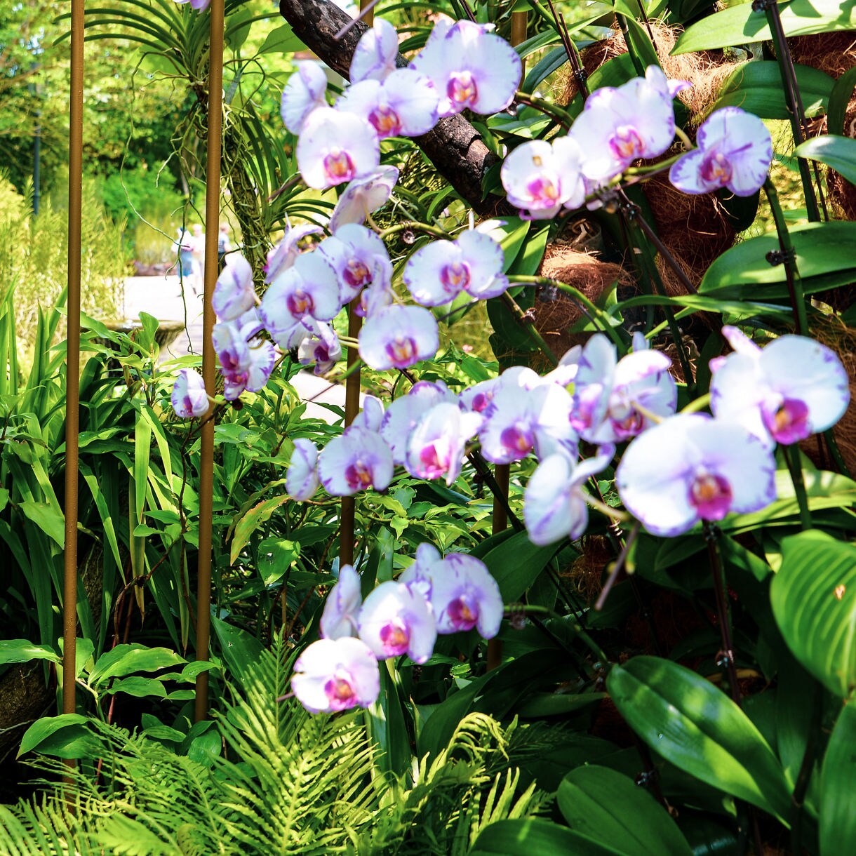 Clusters of pink and purple orchids surrounded by lush green foliage at Singapore’s National Orchid Garden.