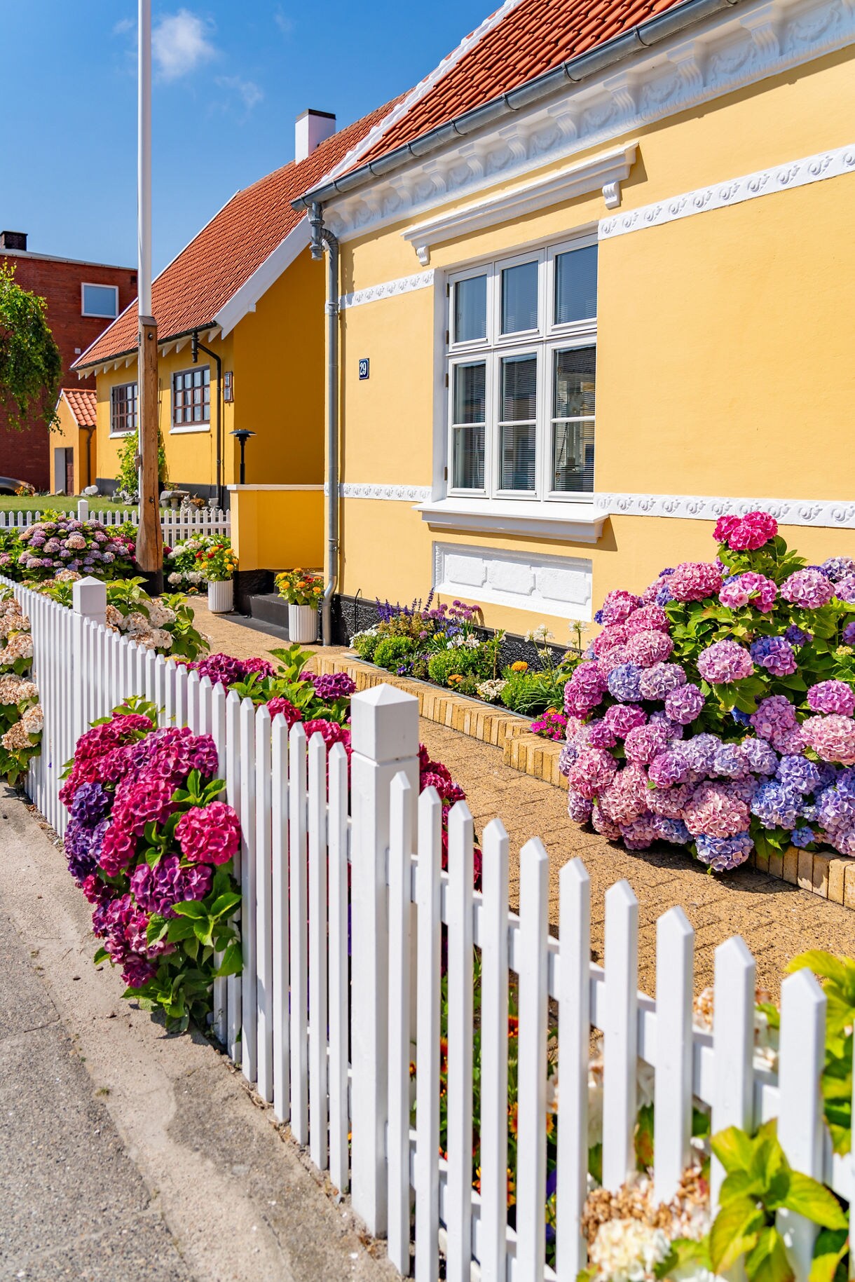 Yellow house in Skagen, Denmark, with red-tiled roof, white picket fence and colorful hydrangeas lining the garden.