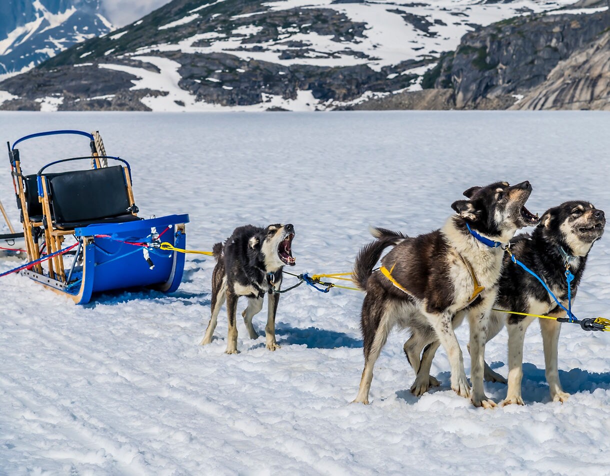 Three huskies harnessed to a blue sled bark and pull across a snow-covered glacier with rocky mountains in the background.