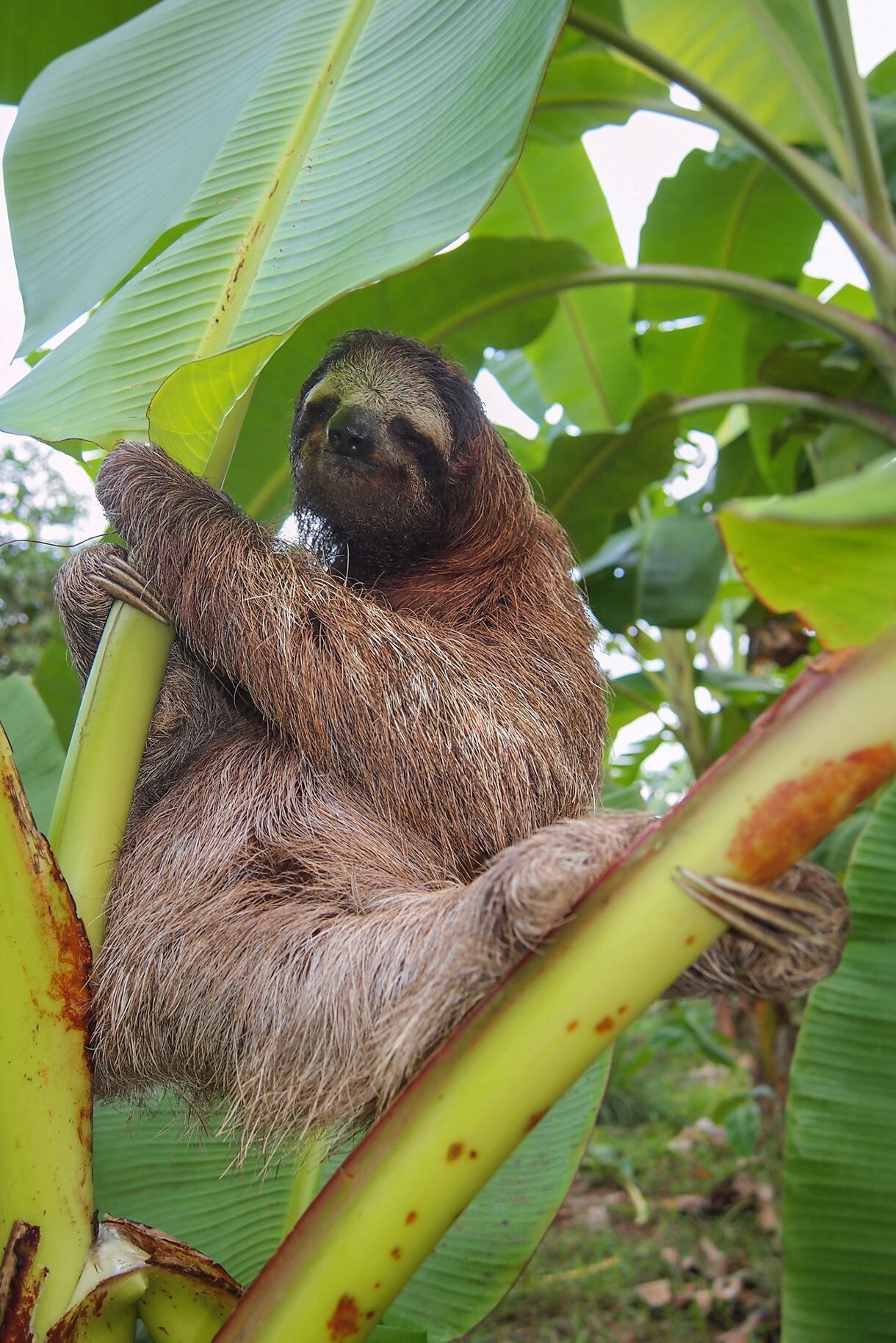 Sloth hugging a banana tree trunk surrounded by large green leaves.