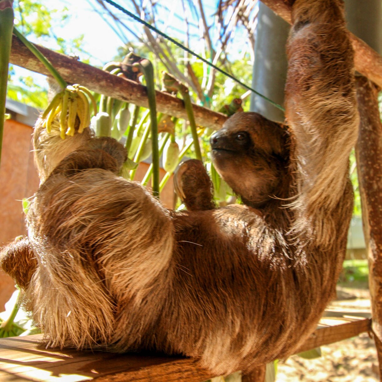 Close-up of a brown sloth hanging from wooden beams, clutching green vines and flowers while basking in bright sunlight.