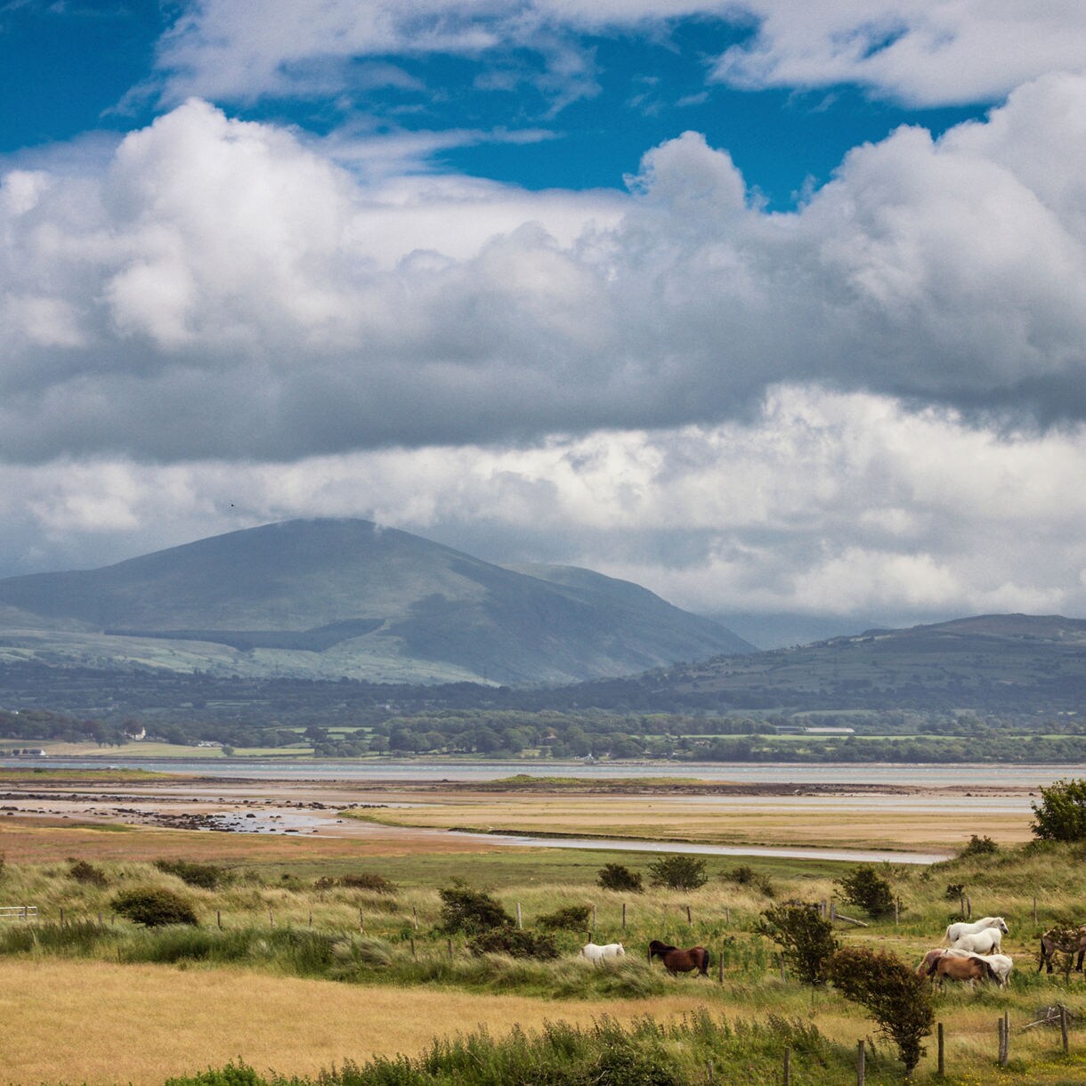 Distant green mountains beneath low clouds with open fields and horses in the foreground.