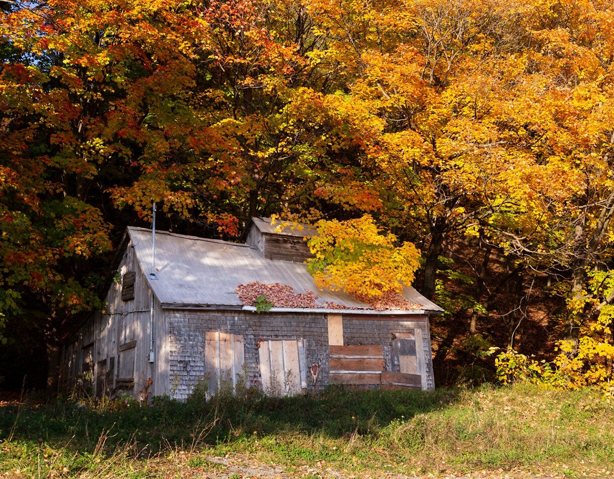 Weathered sugar shack with boarded windows set against dense trees filled with bright orange and yellow fall foliag