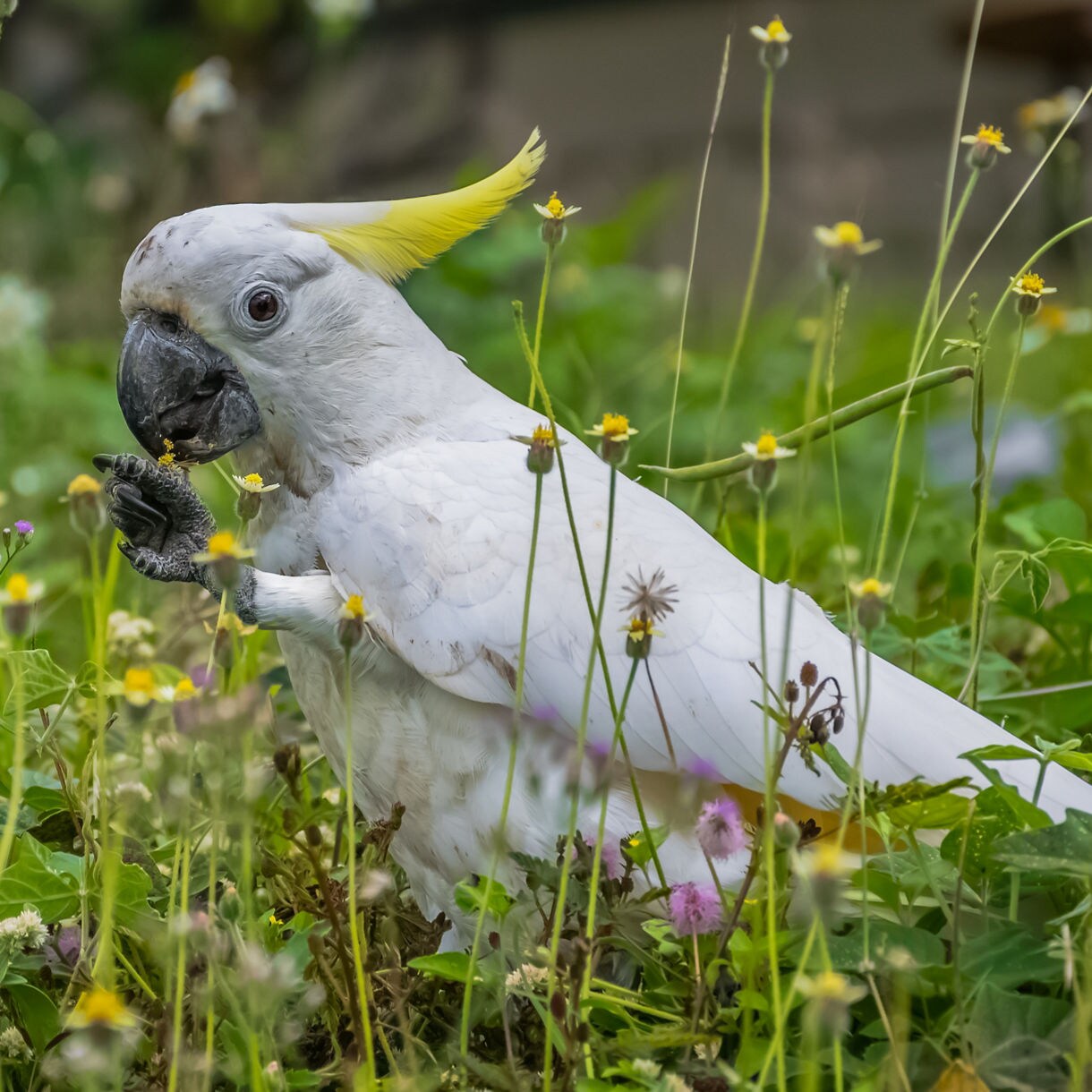 Sulphur-crested cockatoo with a yellow crest perched in tall grass, eating wildflowers in a green meadow.