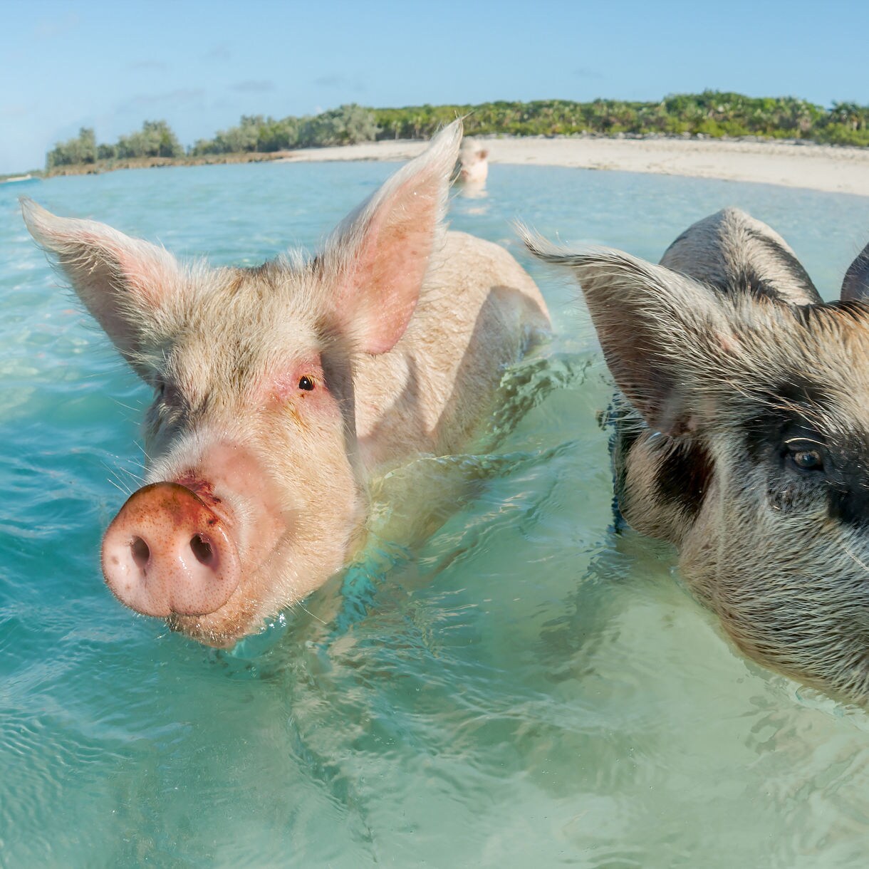 Two pigs swimming in turquoise water near a sandy beach in the Bahamas.