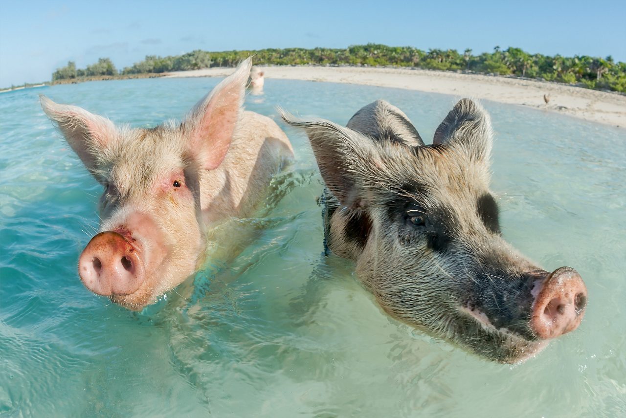 Two pigs swimming in turquoise water near a sandy beach in the Bahamas.