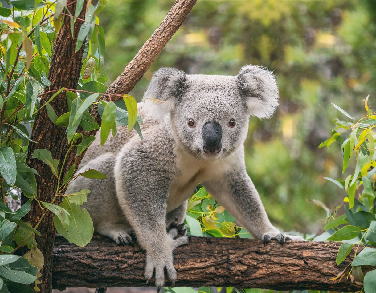 Close-up of a koala standing on a tree branch surrounded by fresh green eucalyptus leaves, looking directly at the camera with soft gray fur and rounded ears.