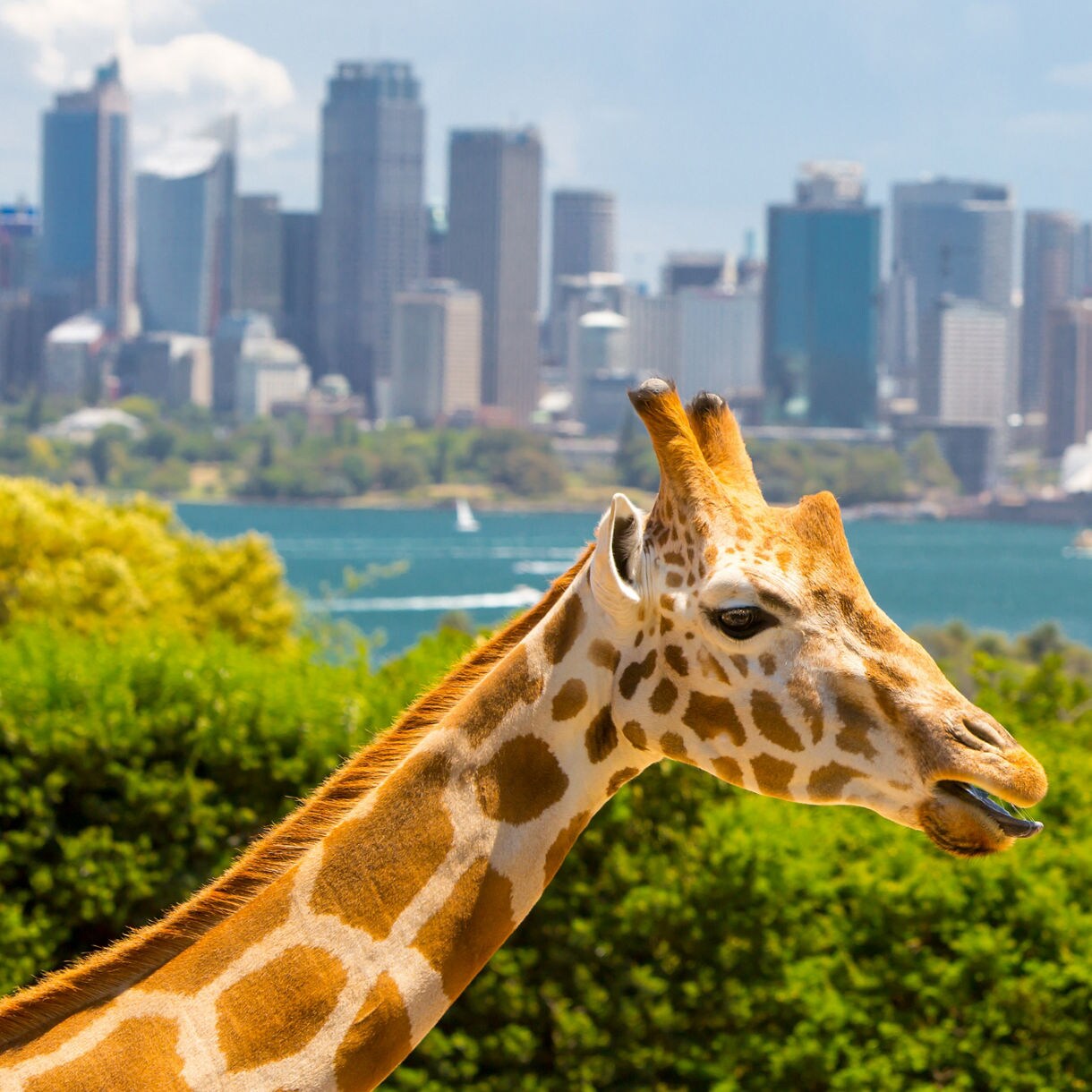 Close-up of a giraffe standing before lush greenery with Sydney Harbour, the Opera House and the city skyline blurred in the background under bright daylight.